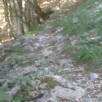 WürmlacherPolinik