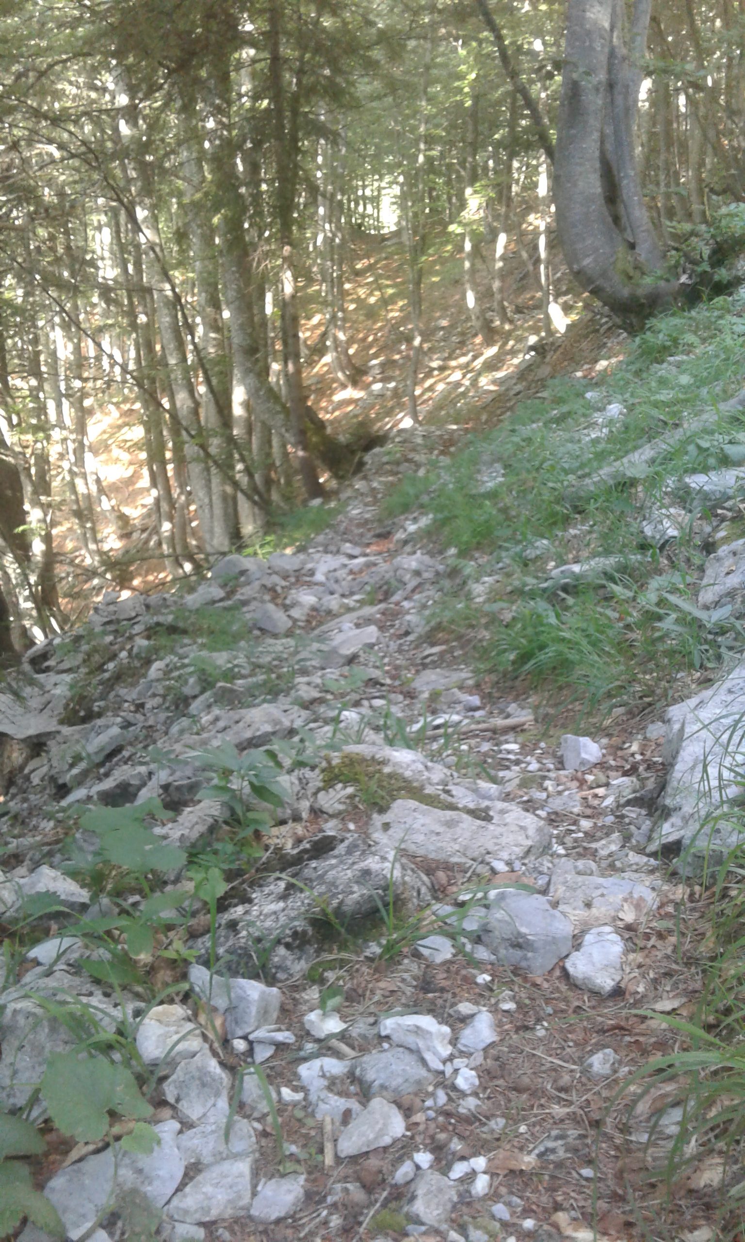 WürmlacherPolinik